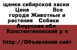 щенки сибирской хаски  › Цена ­ 10 000 - Все города Животные и растения » Собаки   . Амурская обл.,Константиновский р-н